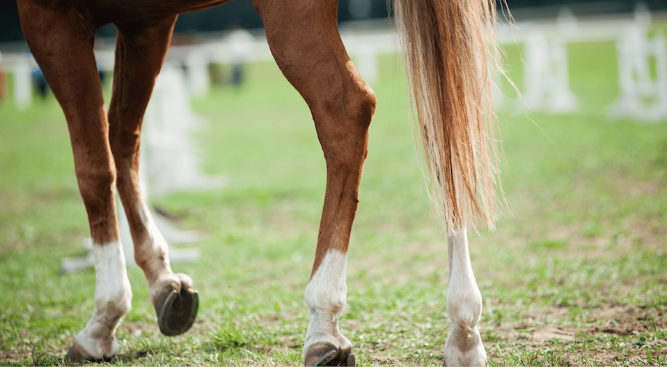 Arthritis in Horses Image