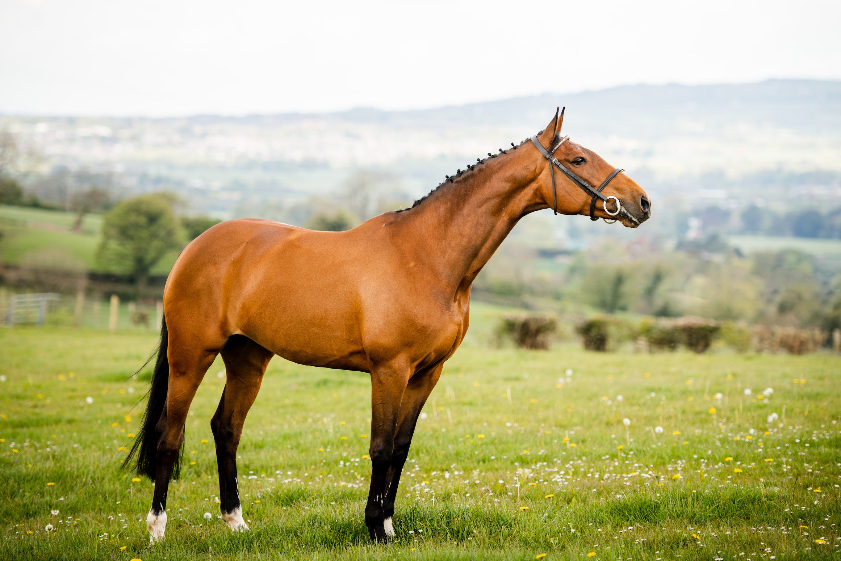 The Ins and Outs of Body Condition Scoring Your Horse Image