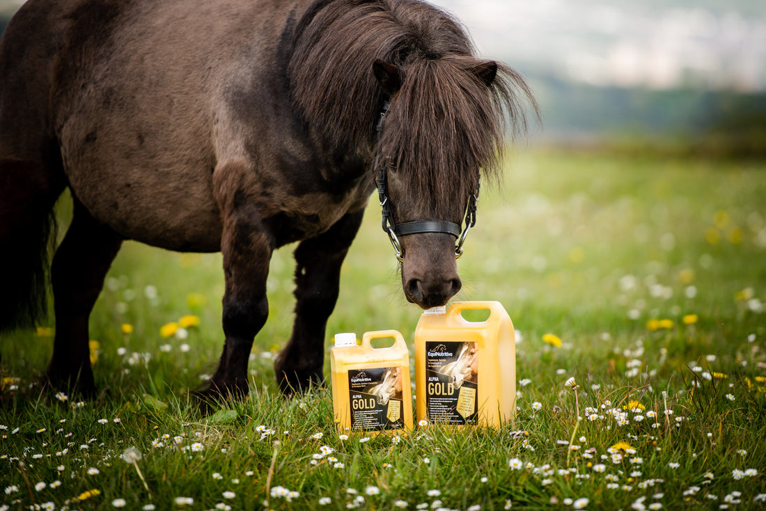 Horse Nutrition - Why your horse (probably) doesn't need a Vitamin B Supplement