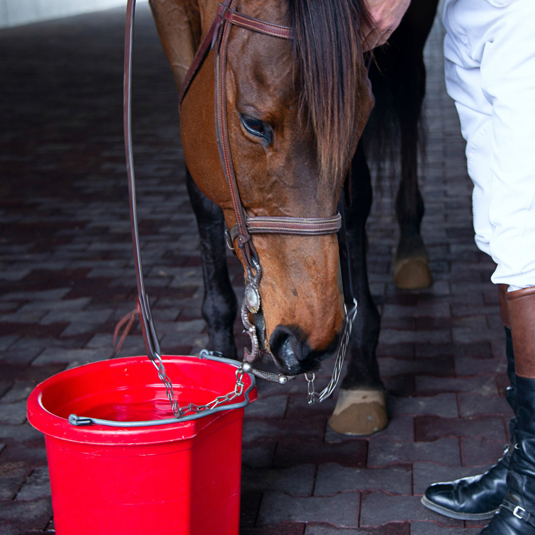 Horse Feed Rooms - Must Haves