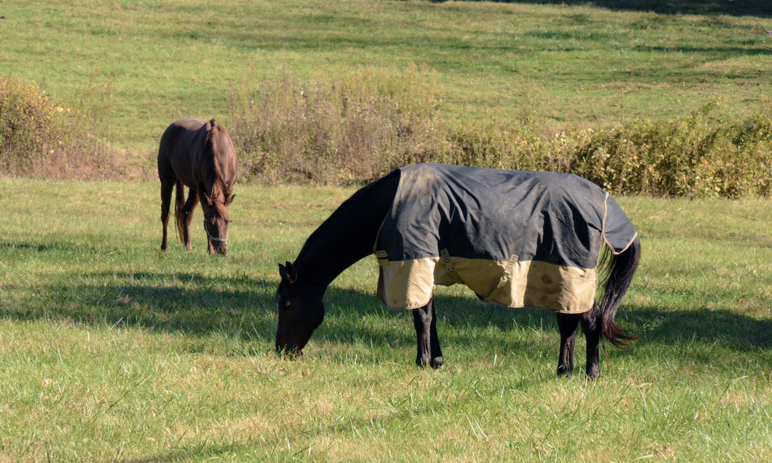 When to Rug Your Horse