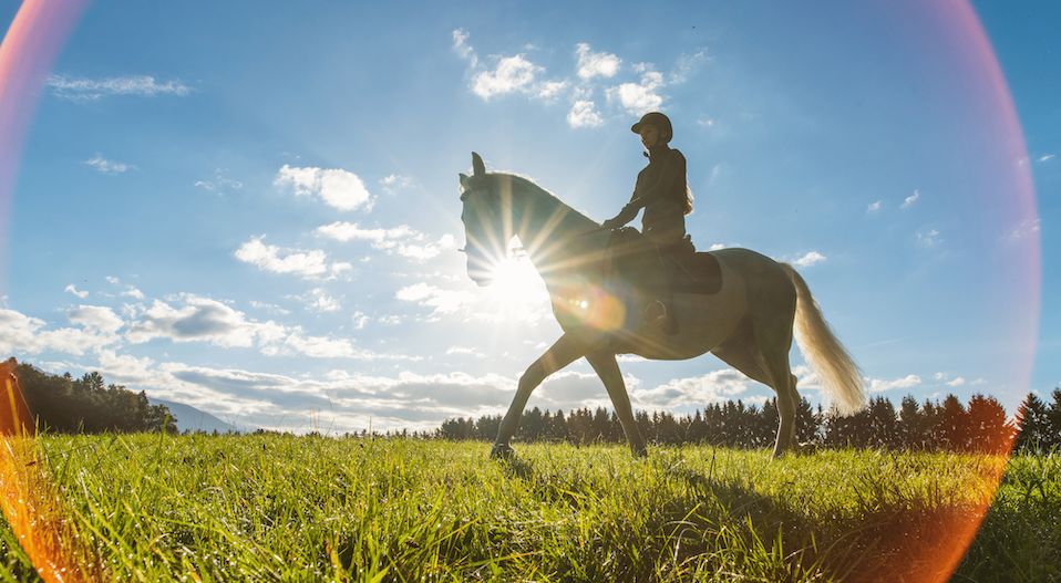 Hot Weather Tips For Horse Owners Image