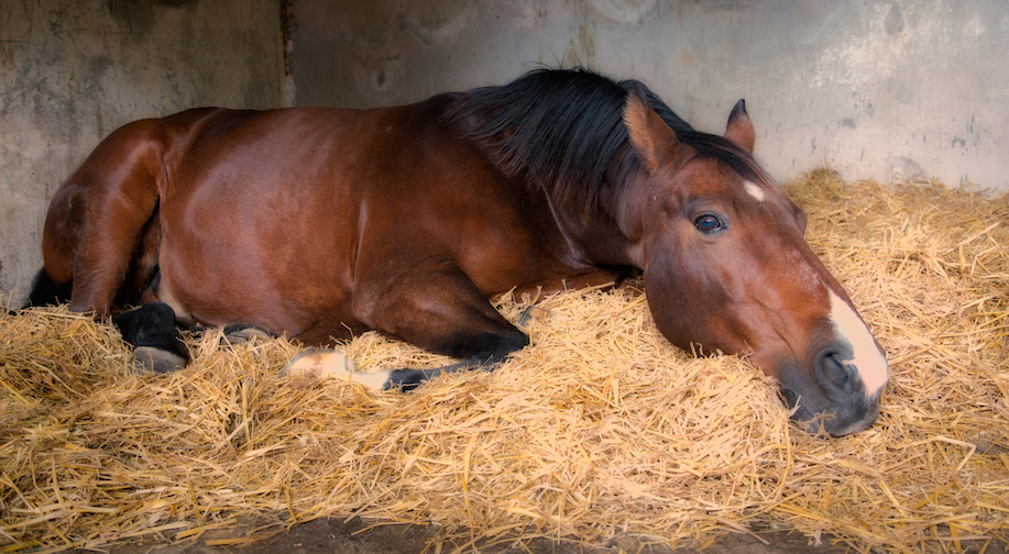 Colic in Horses: Everything to Know Image