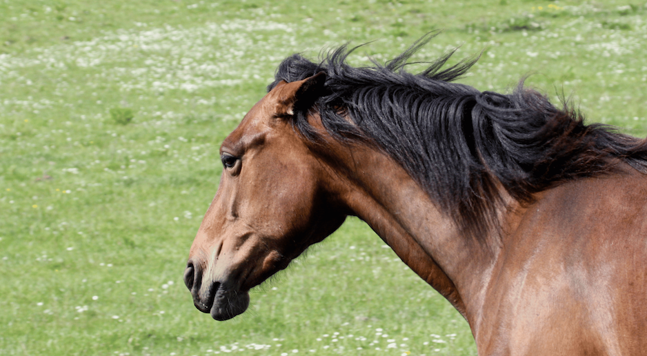 How to manage mares in season Image