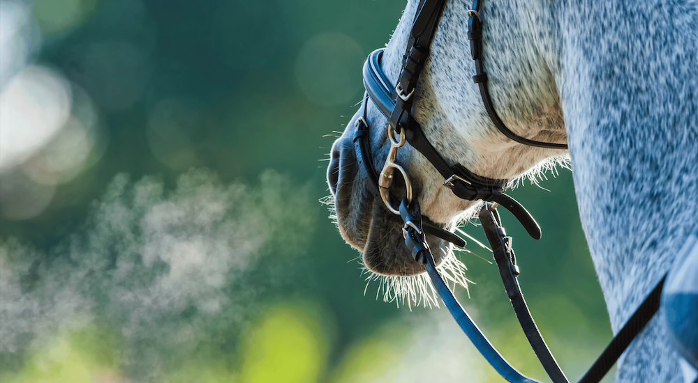 Coughing and Equine Asthma Image