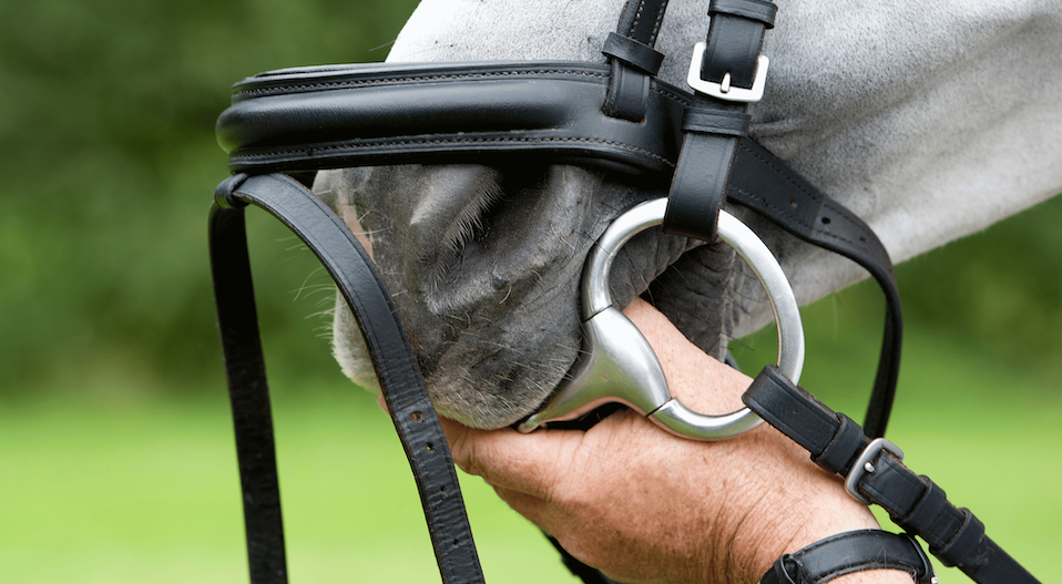 Benefits of a Bit & Mouth Balm For Your Horse Image