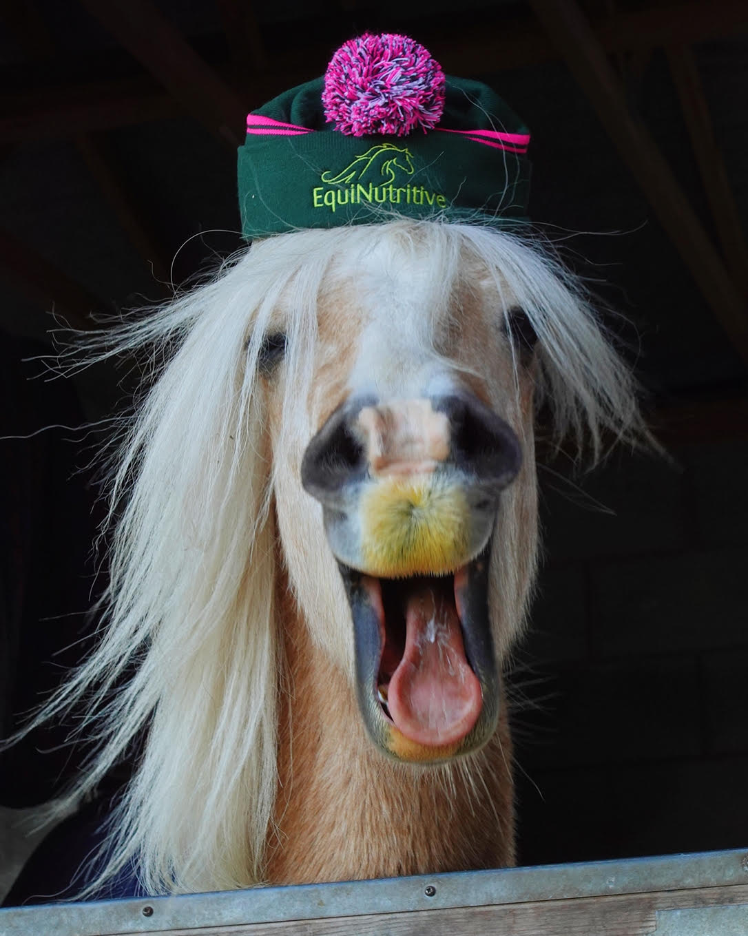 Milky Bar sporting our gorgeous Equinutritive Bobble Hat