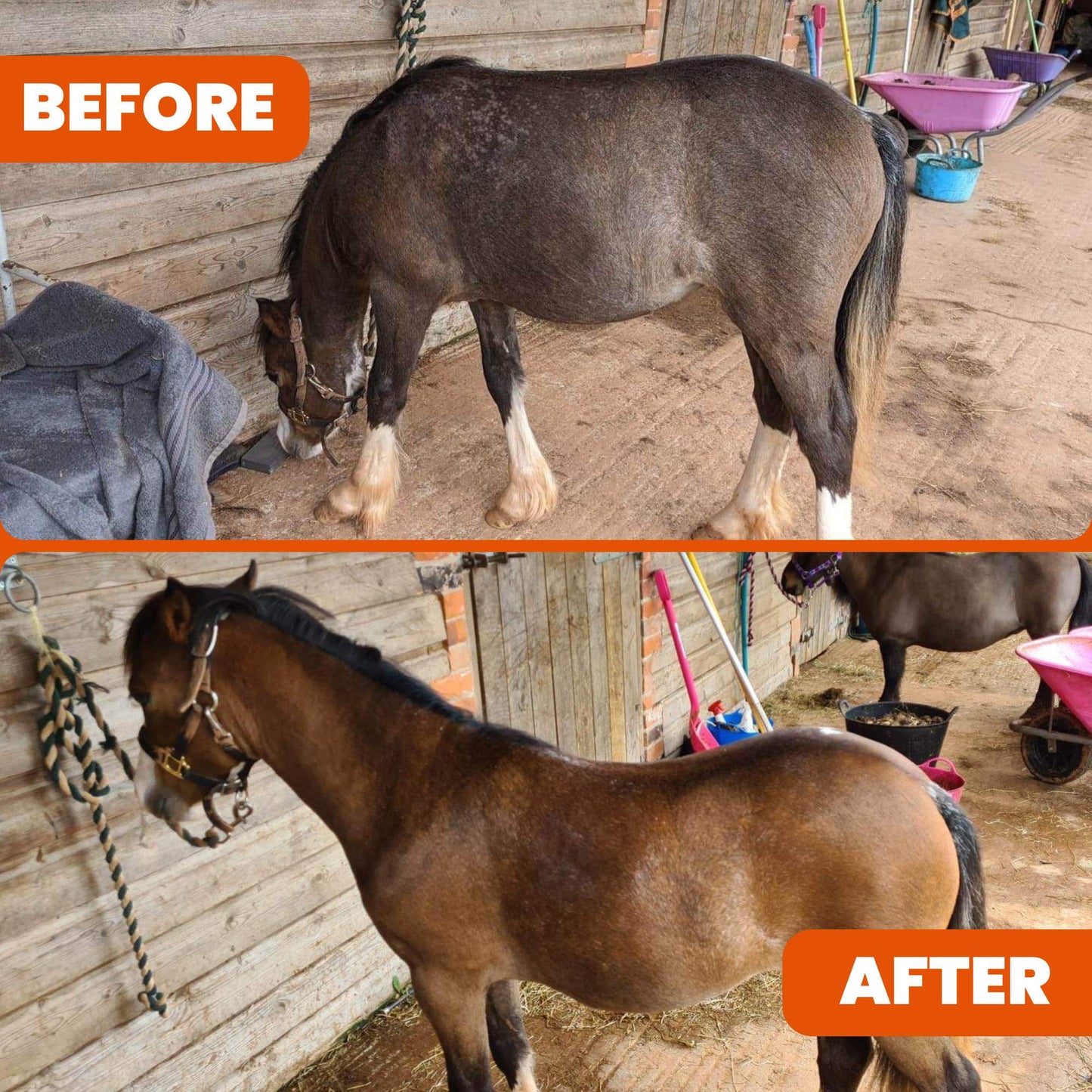 Revive ’n’ Shine: Best Skin & Coat Supplement for Horses