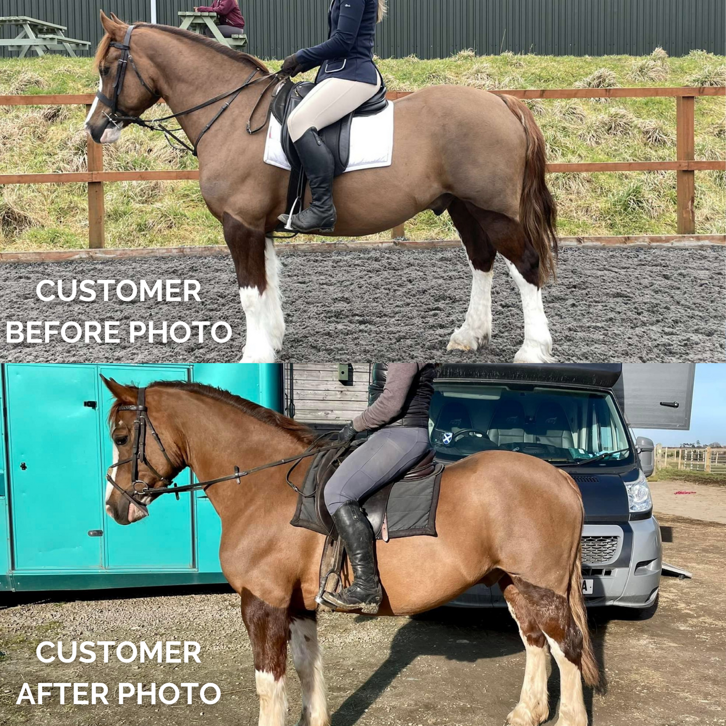 Revive ’n’ Shine: Best Skin & Coat Supplement for Horses