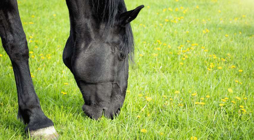 The Gut Brain Axis Image
