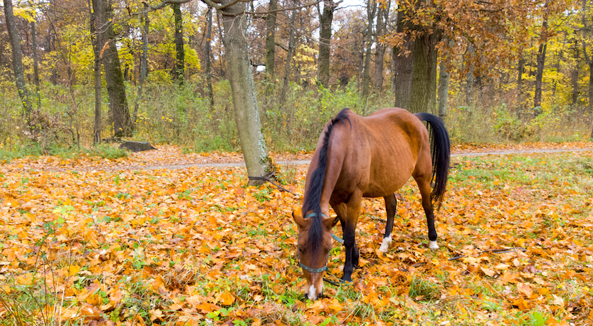 Autumn Tips For Horse Owners Image