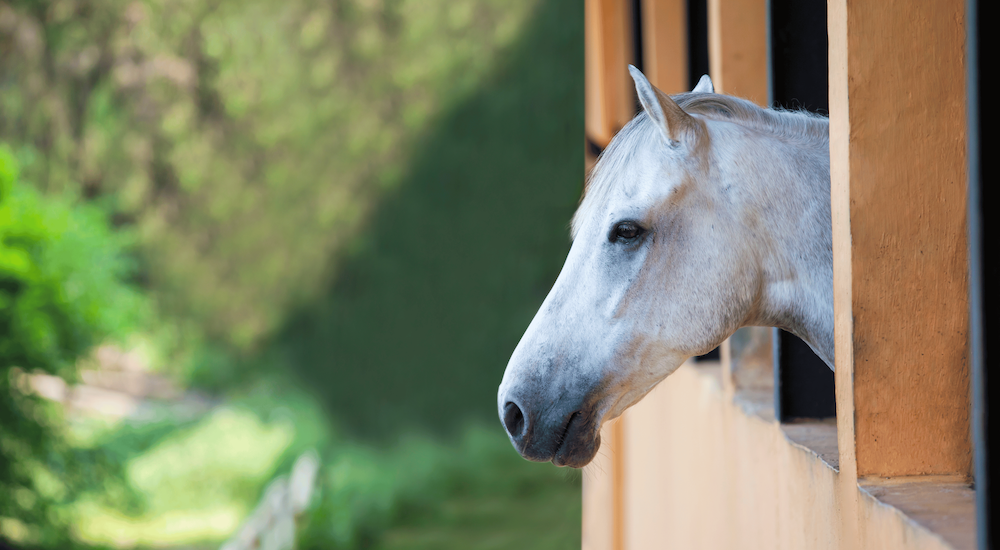 Separation Anxiety in Horses Image
