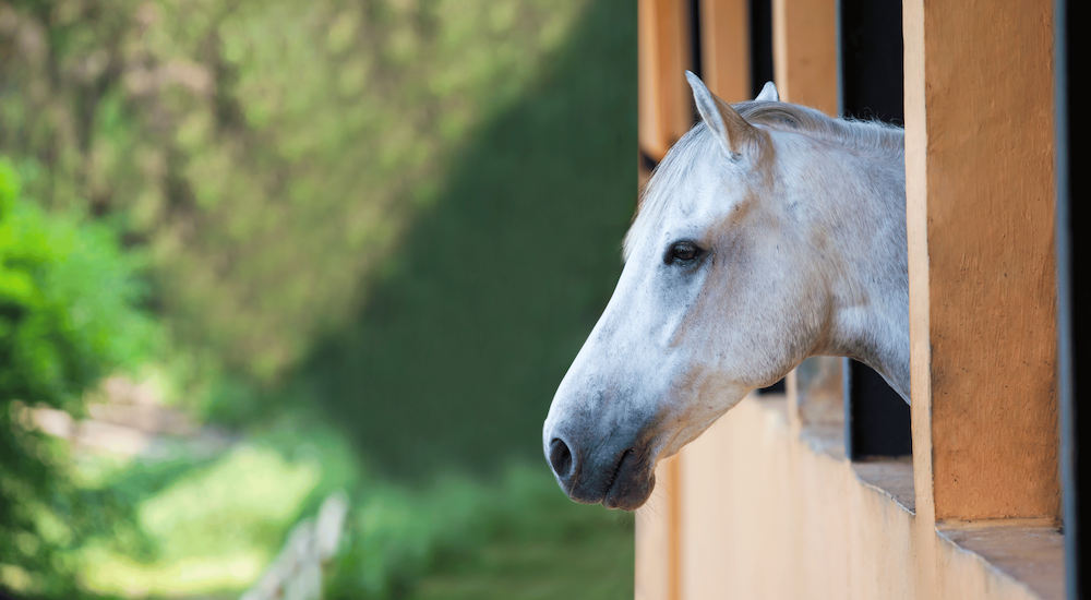 Separation Anxiety in Horses