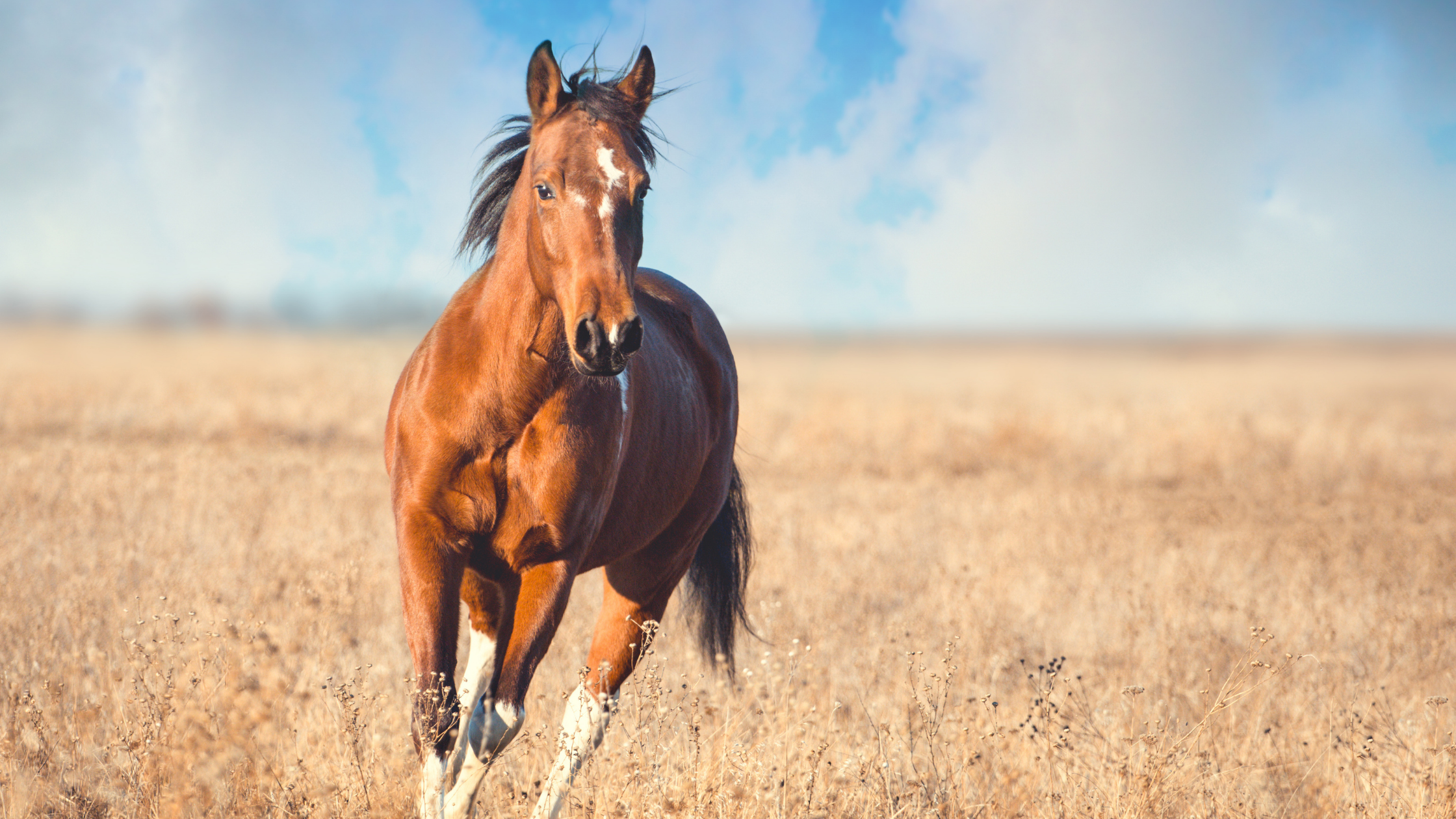 Glucosamine for Horses: What is Glucosamine and Does It Work? Image