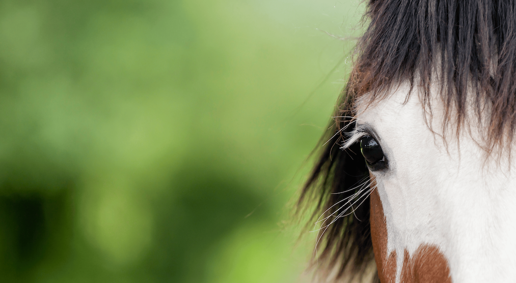 Equine Warts Image