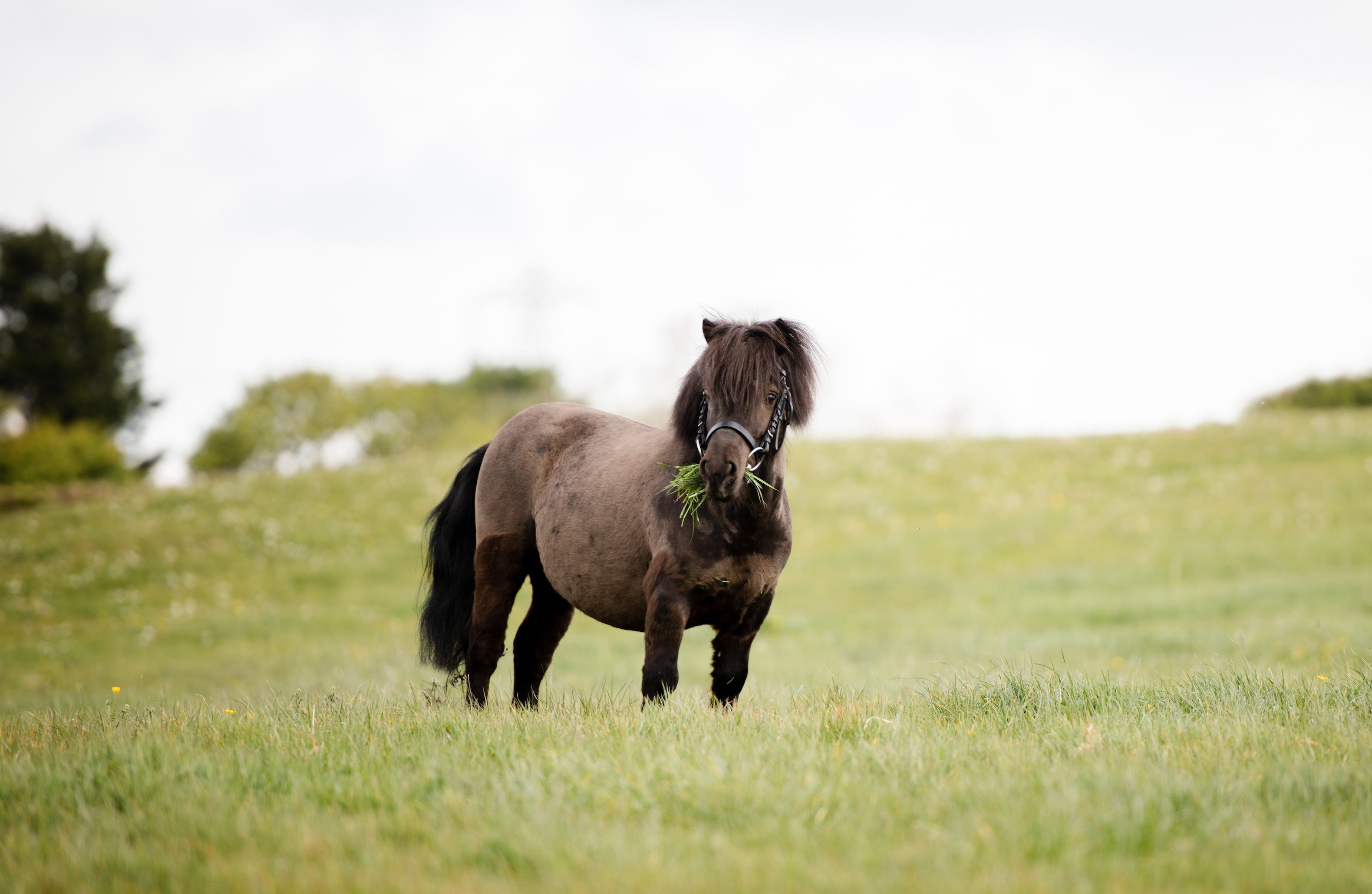 Why & How to Provide Varied Roughage Image