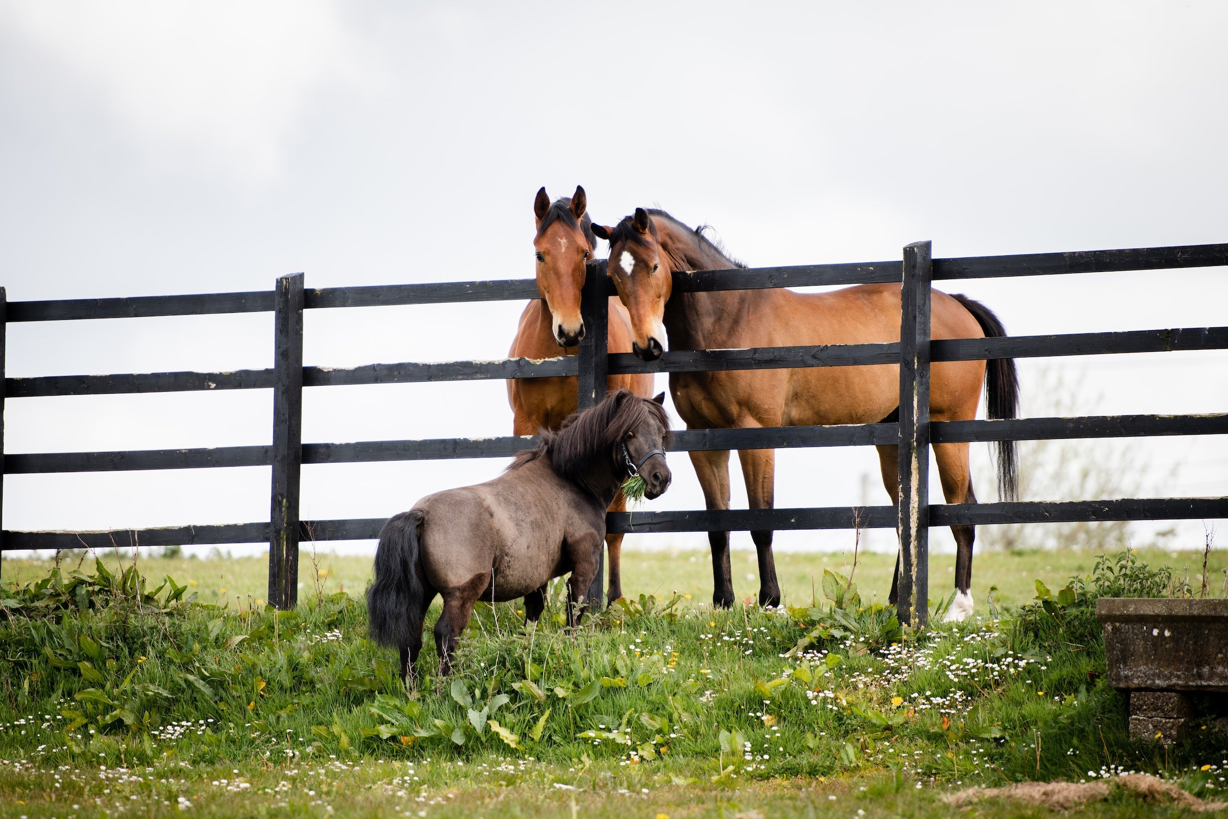 3 Reasons to get rid of your automatic waterers Image