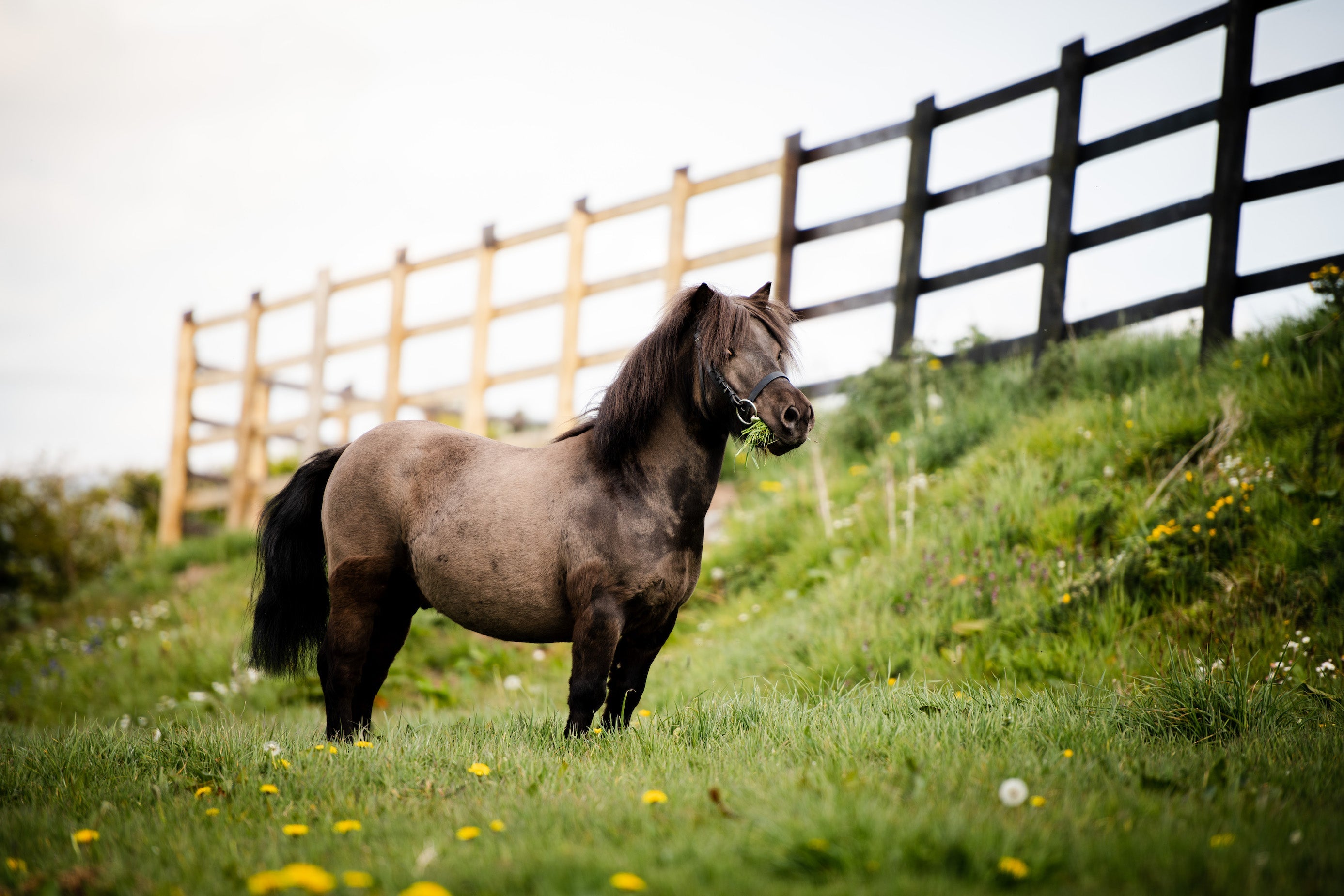 Is Bute Safe For Your Horse Image