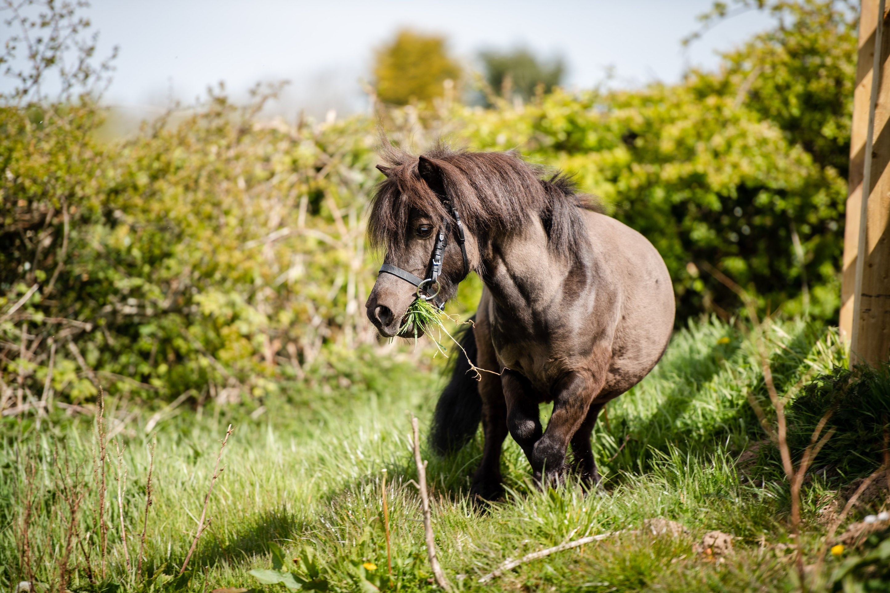 Seabuckthorn: The Legend, The Science and the Bountiful Benefits Image