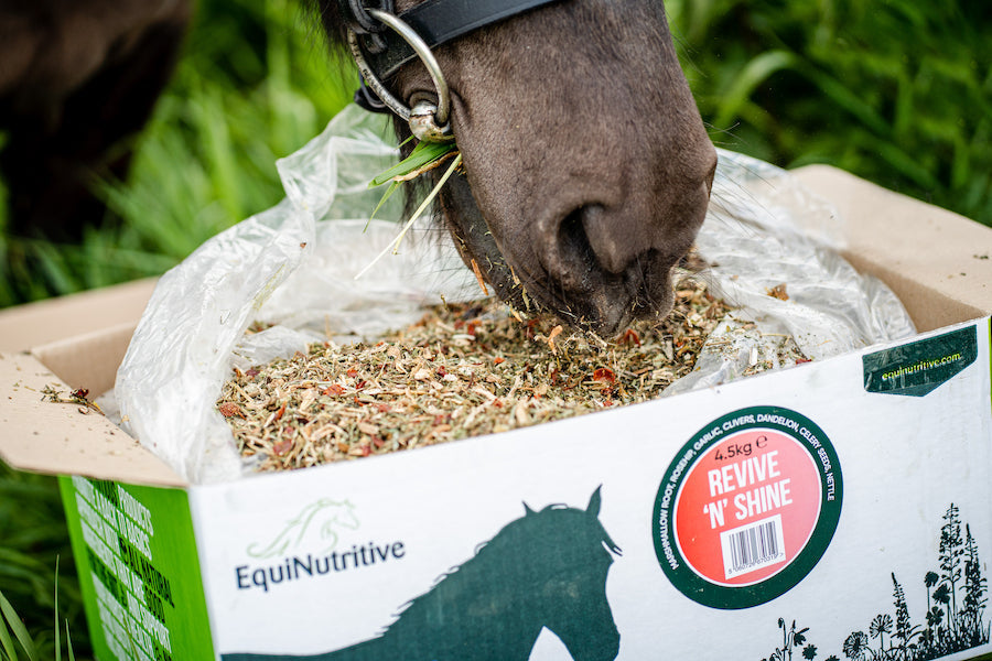 Supporting Horse Skin & Coat Throughout Winter