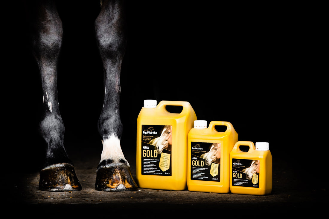 Corn Oil and Inflammation in Horses