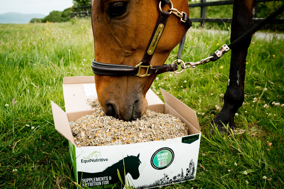 Chamomile for Horses