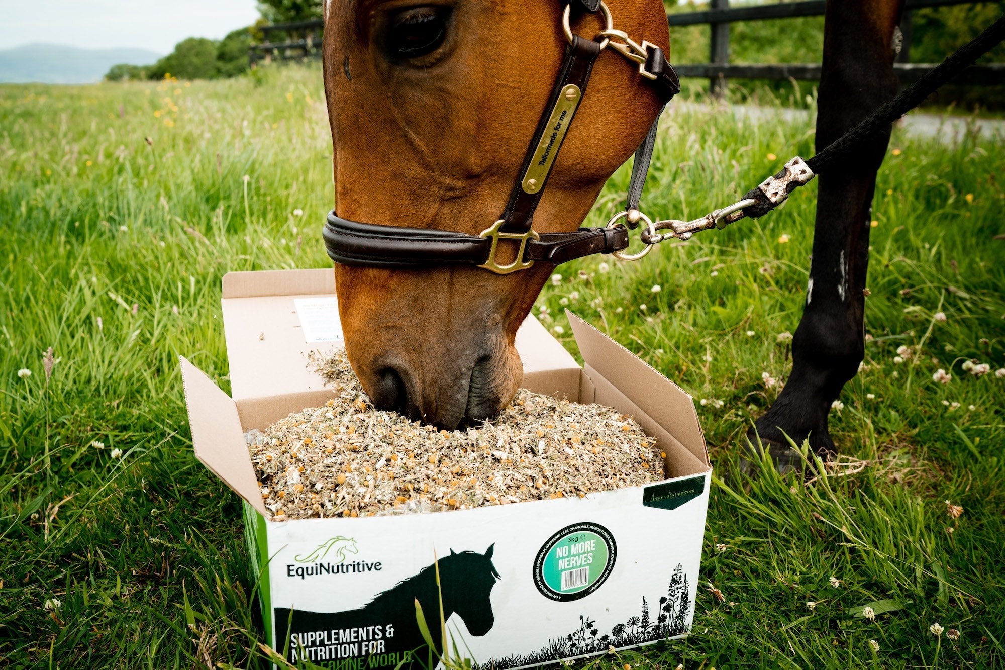 Chamomile for Horses Image