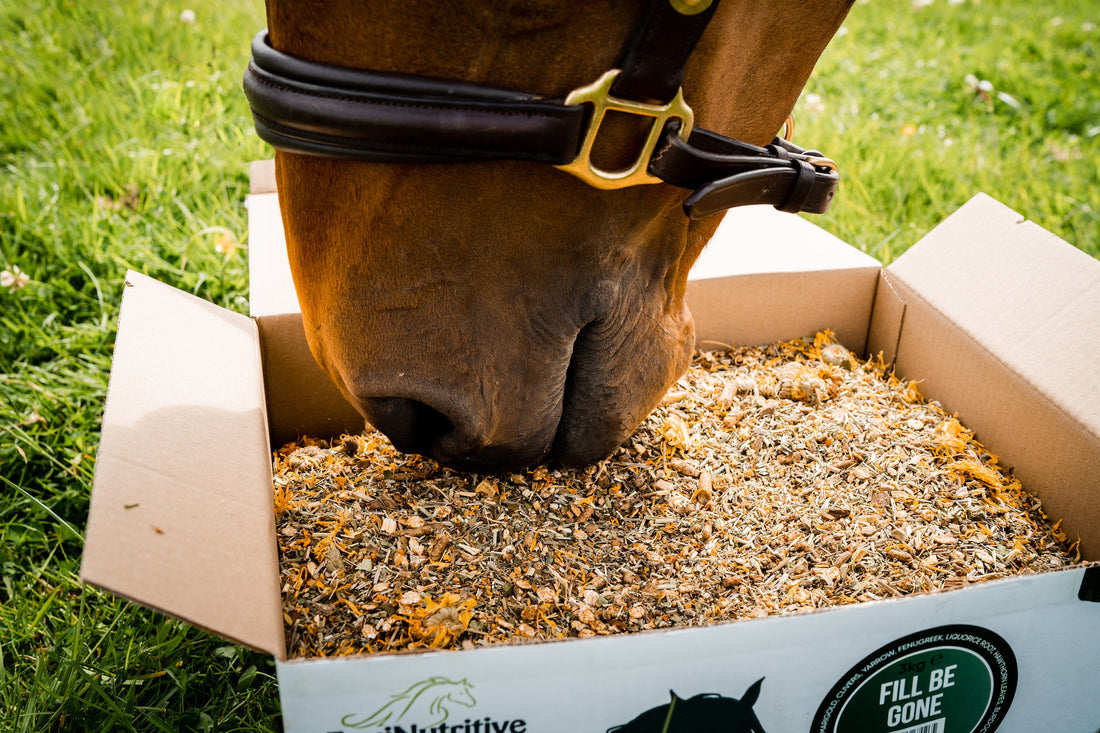 Guidelines for Changing your Horse’s Feed