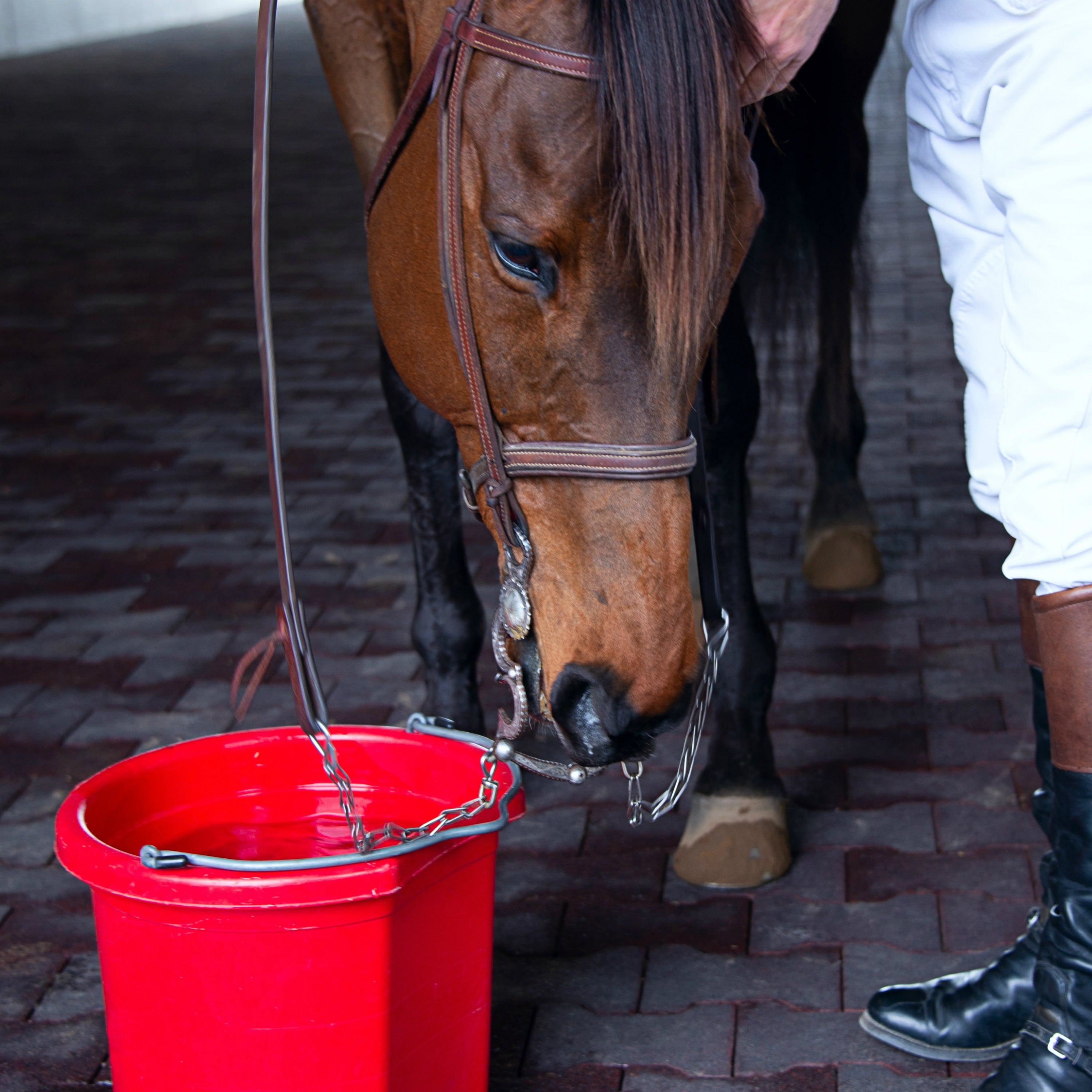 Horse Feed Rooms - 5 Must Haves Image