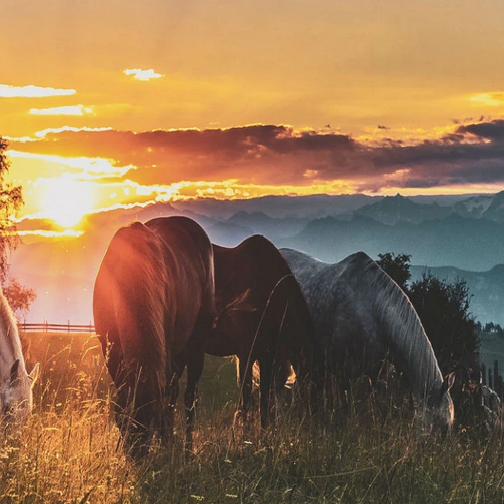 Horse Nutrition - Importance of feeding from the ground Image