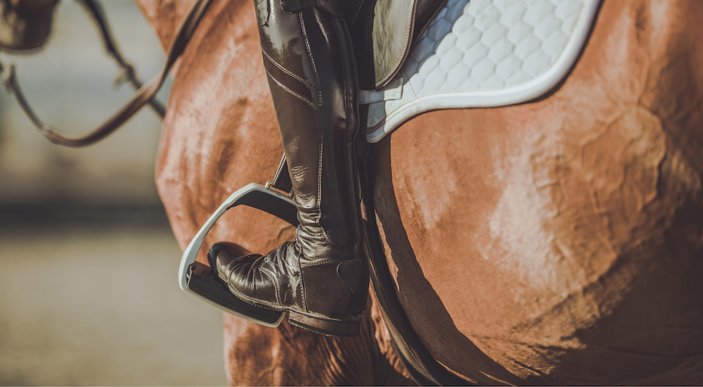 Guide To Gut Support For Horses Image