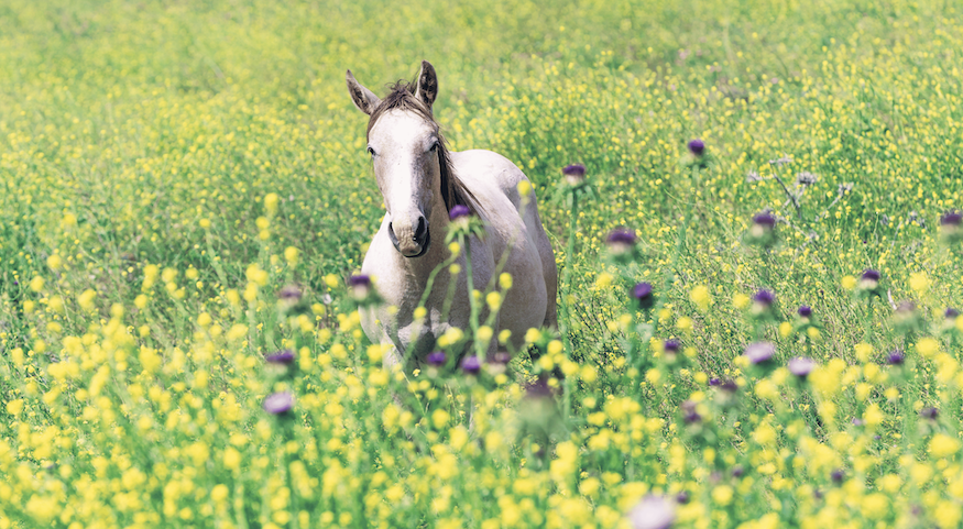 Feeding Supplements in Summer Image