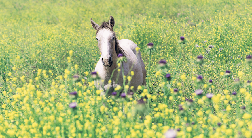 Feeding Supplements in Summer