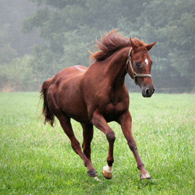 Swollen Legs in Horses: Clinical or Chronic; A Challenge for Owners Image