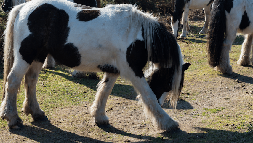 Mallanders and Sallanders in Horses Image