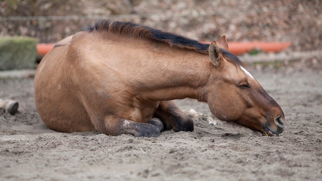 Sand Colic in Horses Image