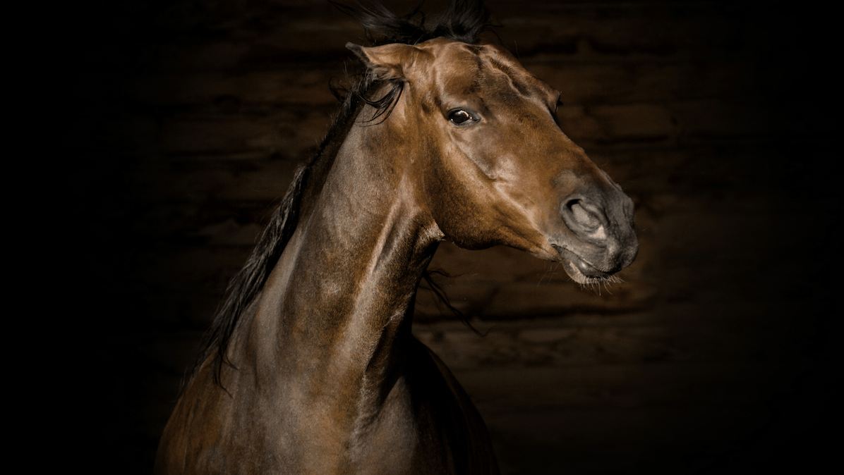 Aggression in Horses Image