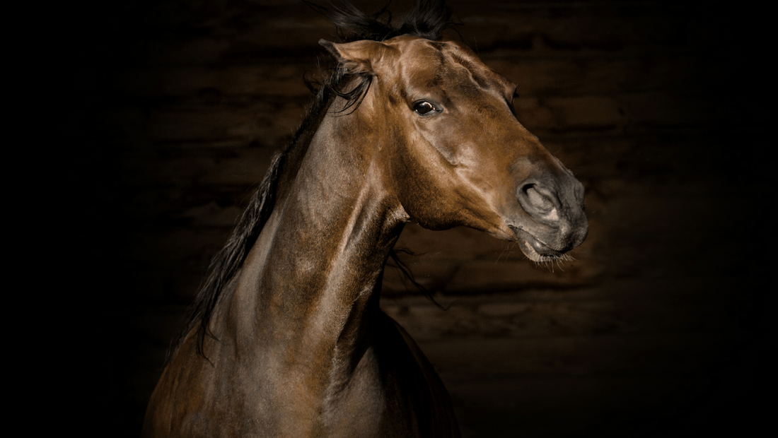 Aggression in Horses