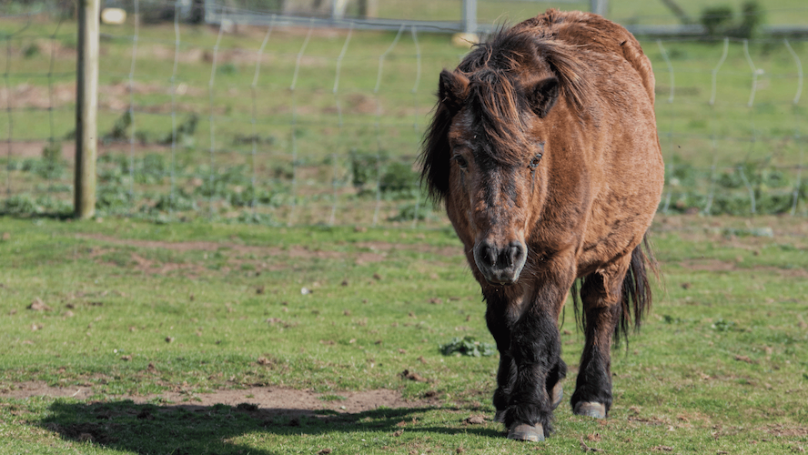 Cushing's Disease in Horses Image