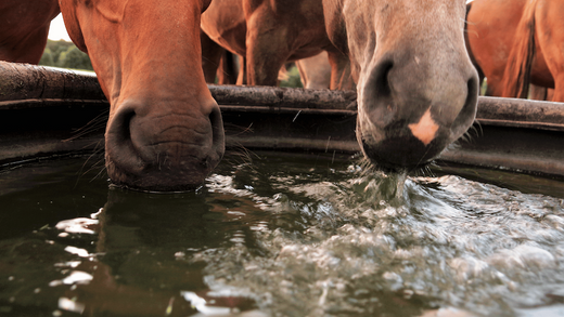 The Importance of Hydration for Horses in Winter Image