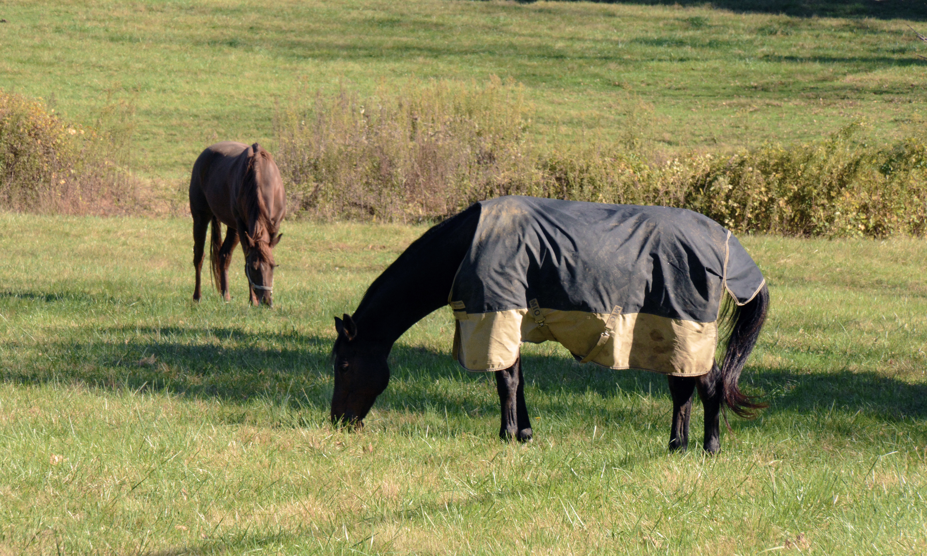 When to Rug Your Horse Image