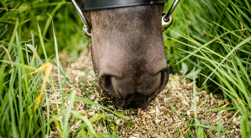 Guide to Heating Feeds for Your Horse Image
