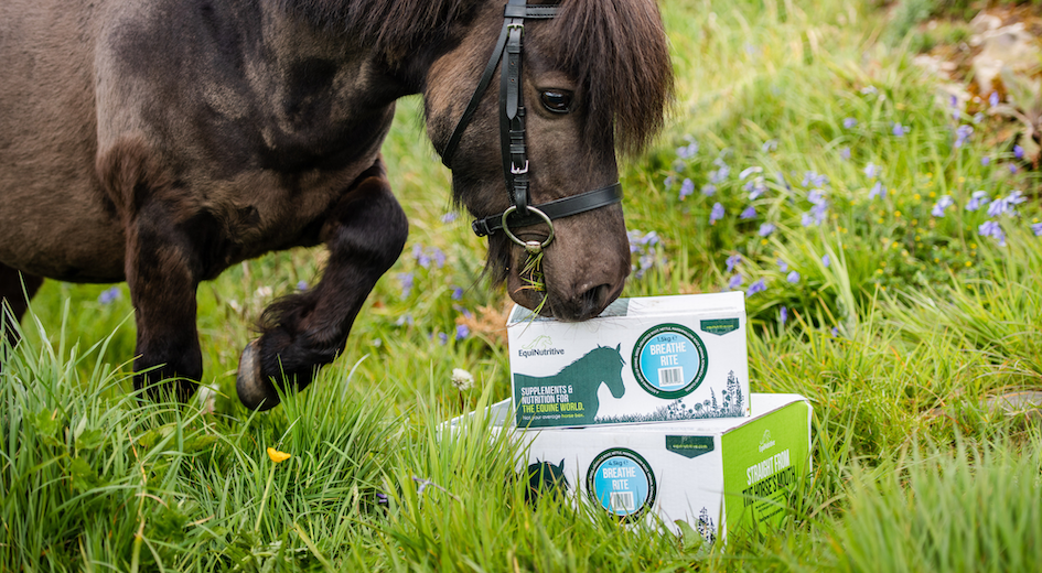 Equine Hay Fever Image