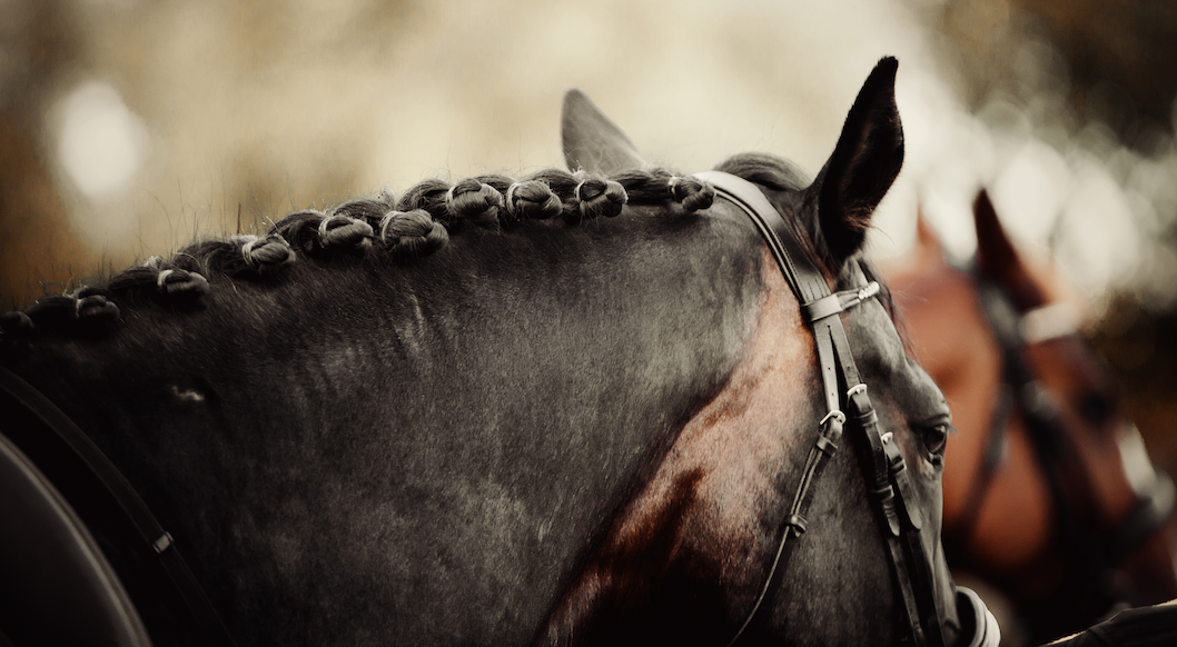 Strangles in Horses: Symptoms, Management & Prevention Image