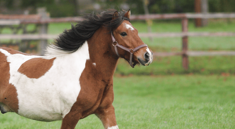 Obesity in Horses Image