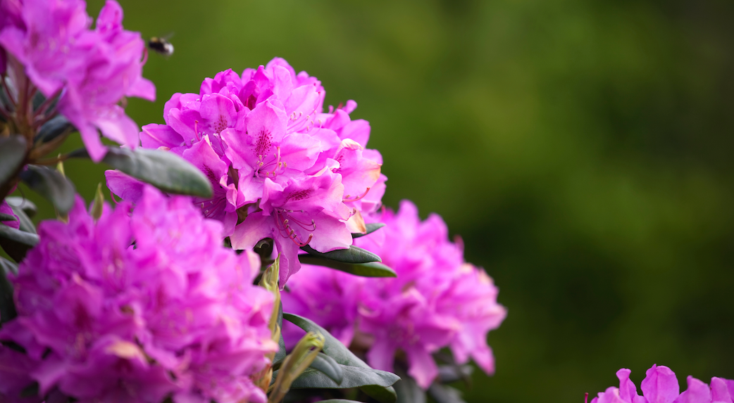 Toxic Plants for Horses