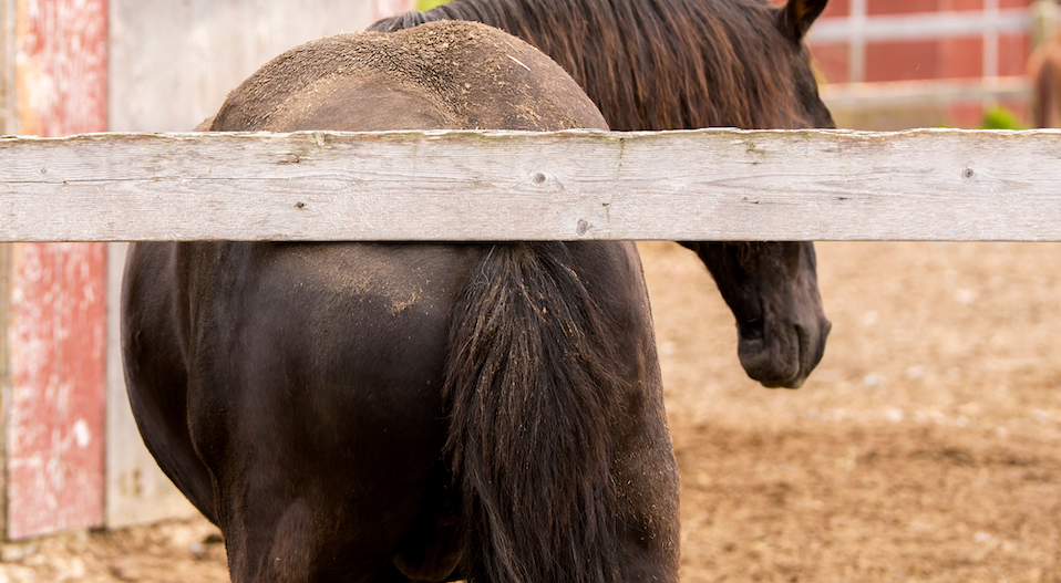 Managing Sweet Itch