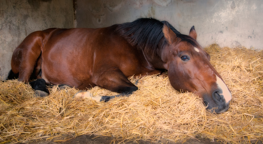 Colic in Horses: Everything to Know