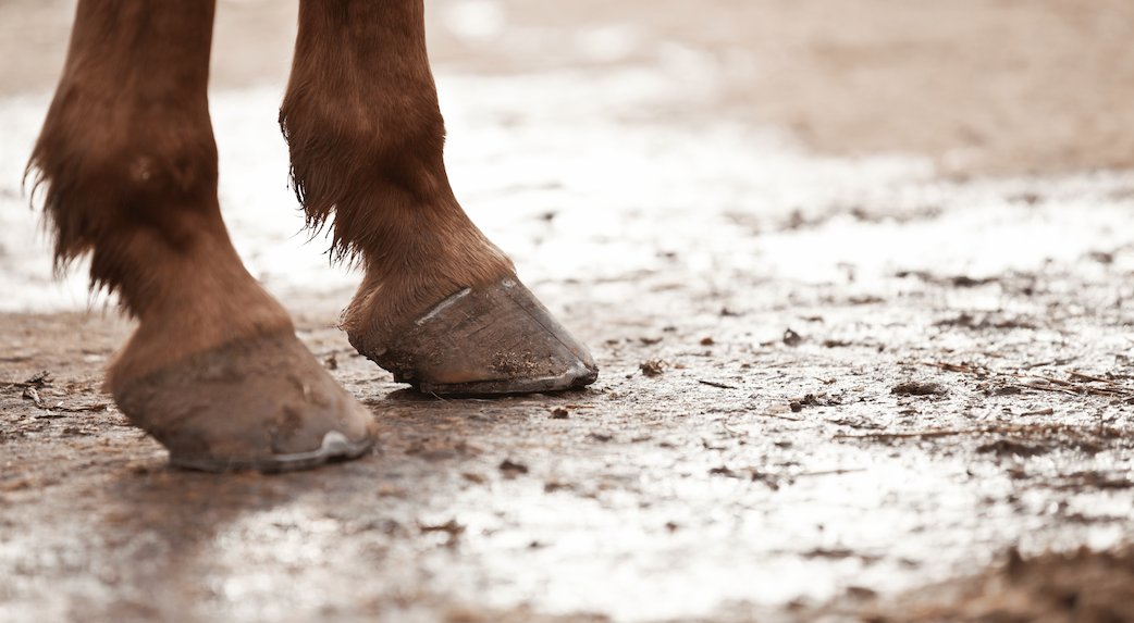 Laminitis in Horses Image