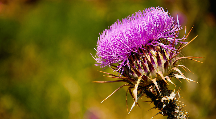 Natural Benefits of Milk Thistle Image